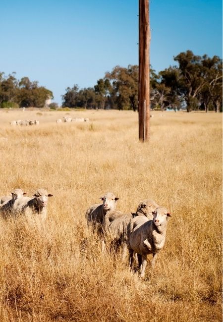 Australian Sheep Farm Livestock