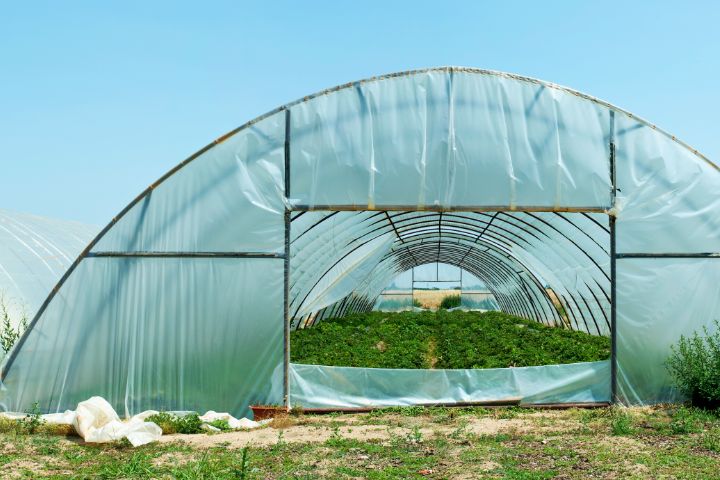 Greenhouse For Herb Farming