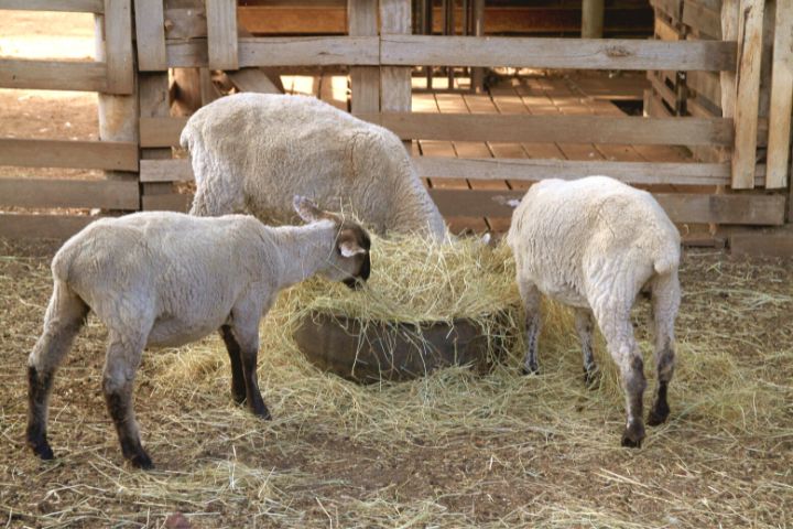 Sheep On The Hobby Farm