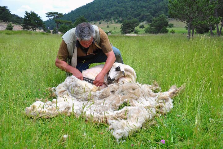 A Man Shears His Sheep