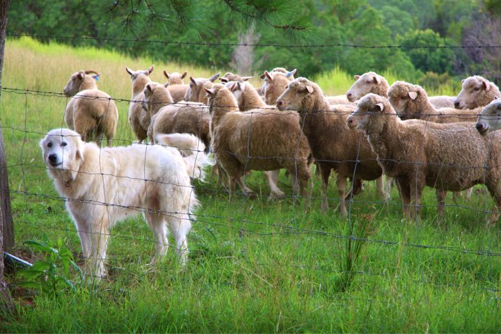 Guard Dog Protects Sheep