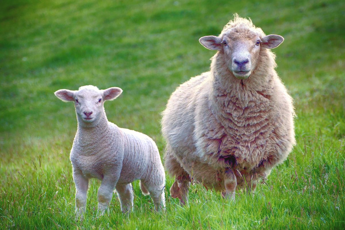 Sheep Breeds Australia 1
