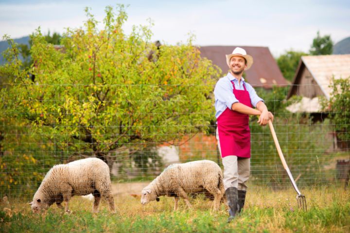 Sheep On The Farm 1