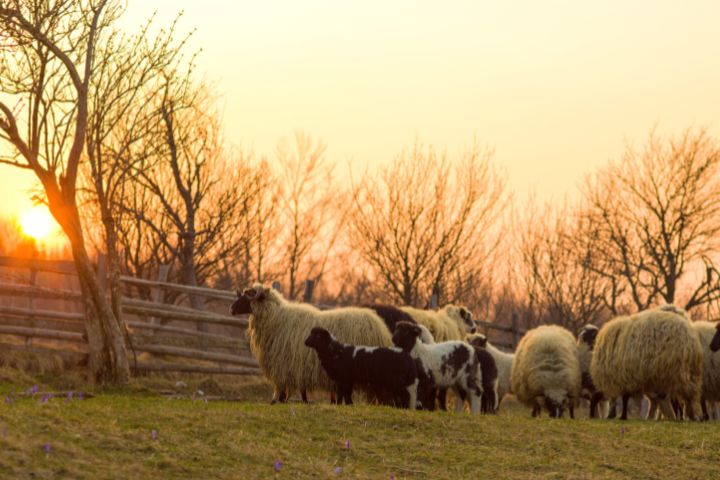 Sheep On The Farm