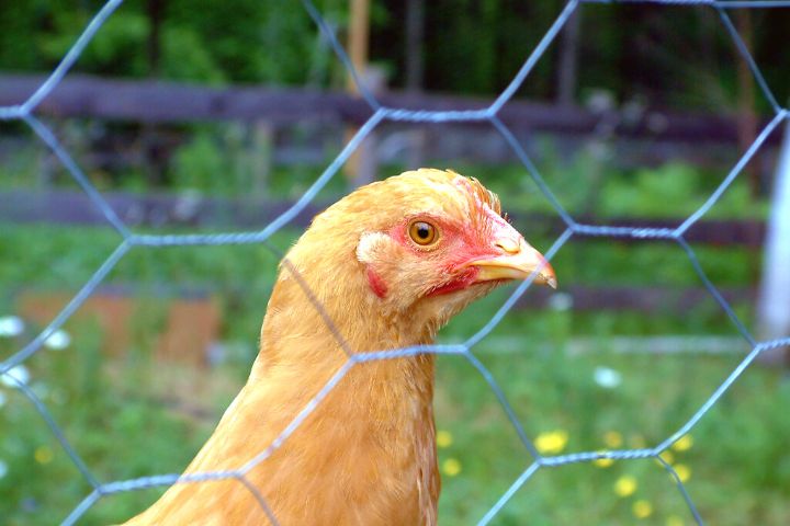 Chicken Wire Fences