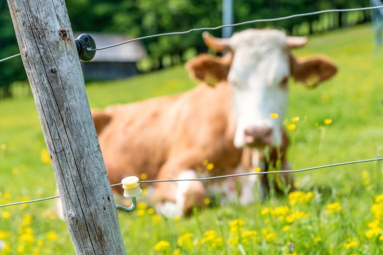 How Does an Electric Fence Work