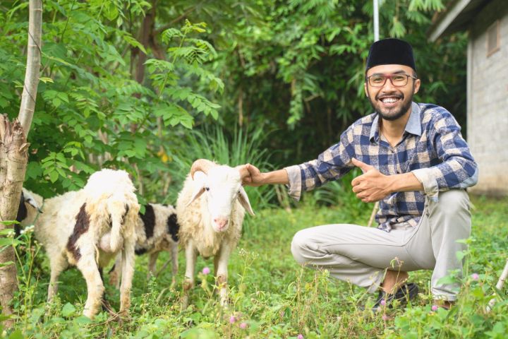 Goats With Man