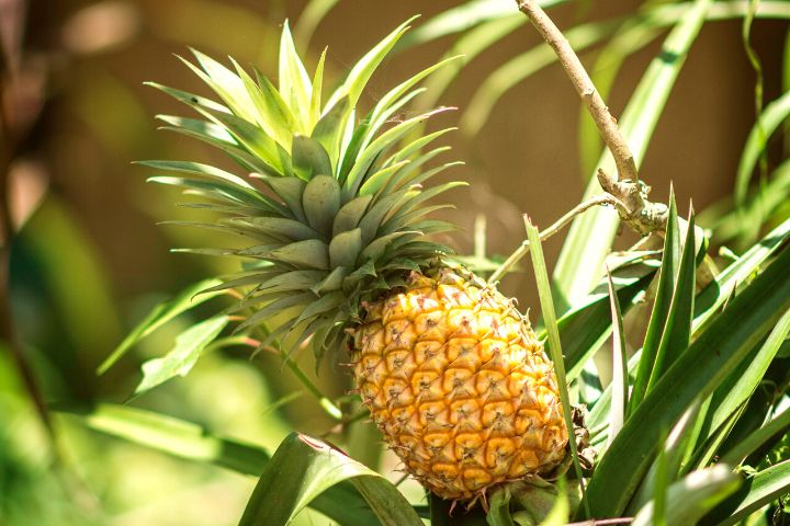 Yeppoon Growing Pineapples