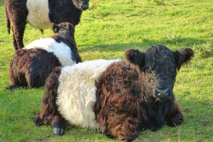 Miniature Belted Galloway