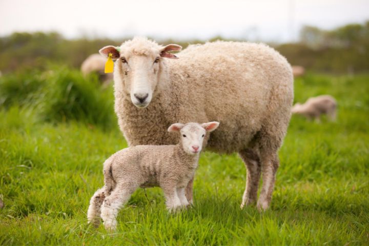 Ewe And Lamb