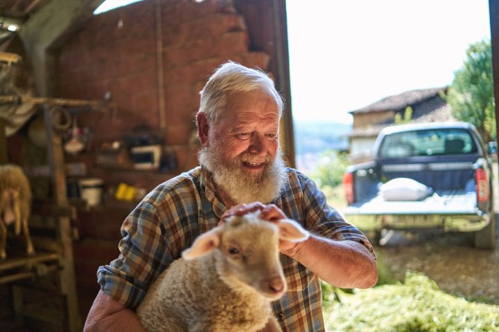 Smiley Old Farmer Stroking A Baby Lamb