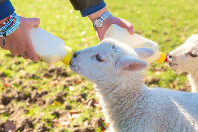 How to care for an orphan newborn lamb | A complete guide