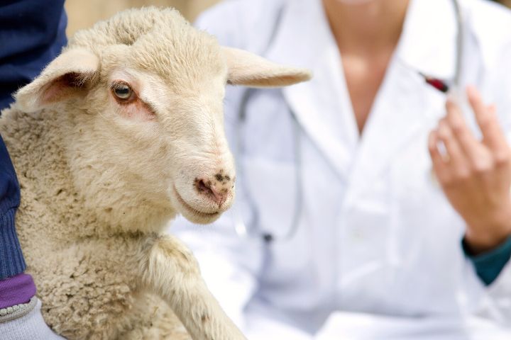 Lamb Vaccination