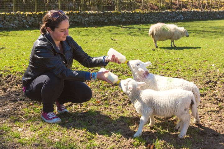 Woman Feeding Two Newborn Lambs From Bottles With Lamb Milk Replacement