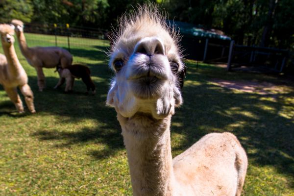 An Alpaca Getting Ready To Spit