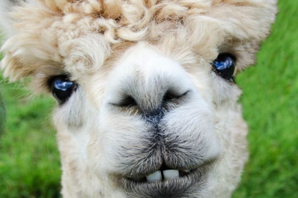 Close Up Of A Cute Young Alpaca With Big Eyes Looking At The Camera