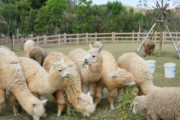 Several Alpacas Grazing On A Fenced Field
