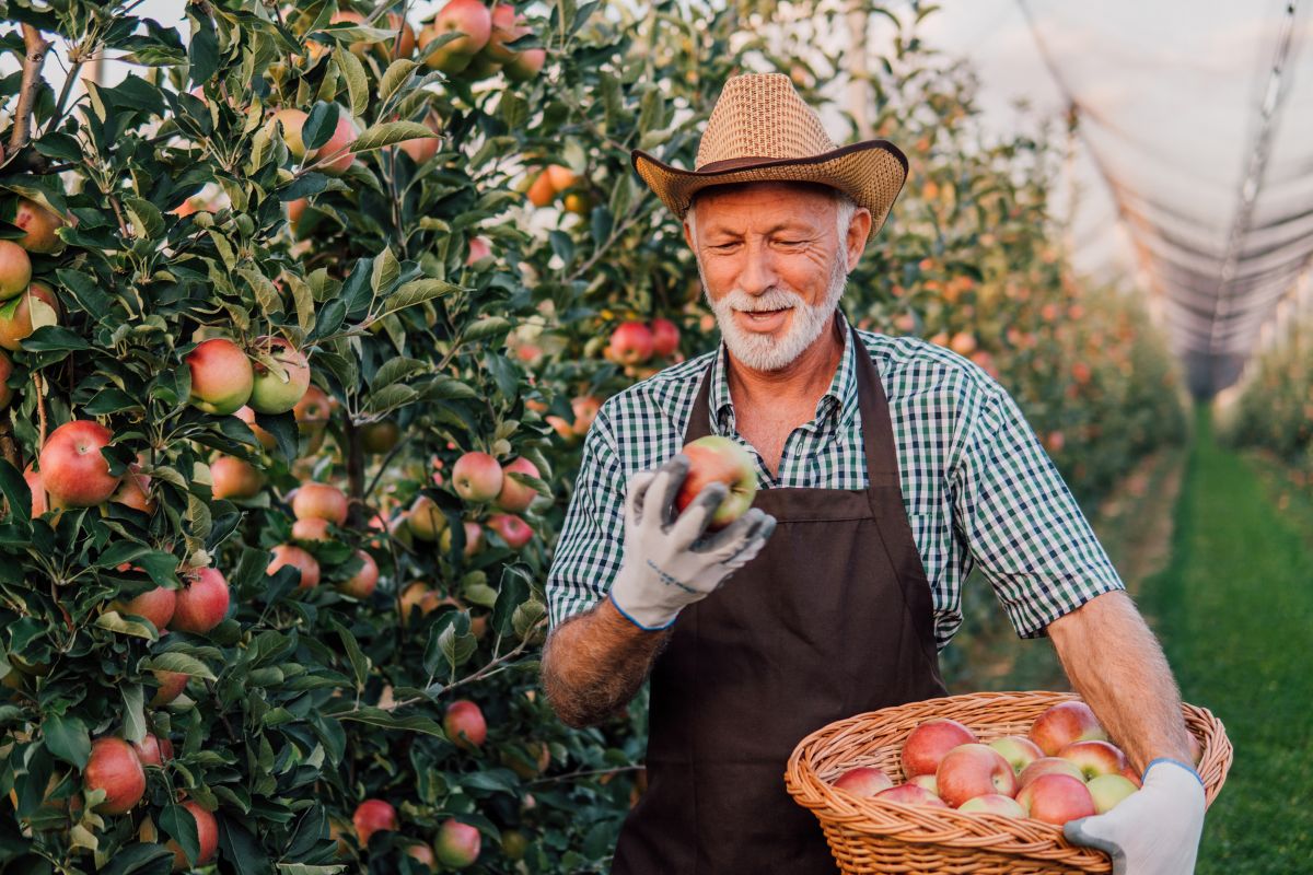 Man Farming Fruits